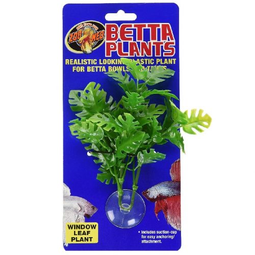 Betta Plant Window Leaf