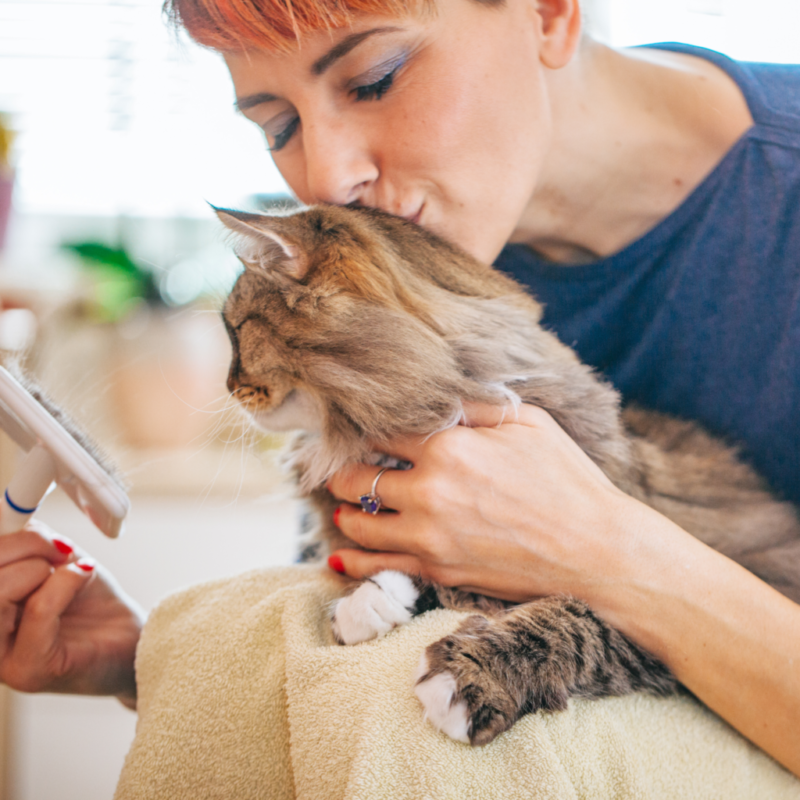 Cat Grooming