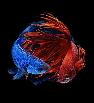 bettas-fish-all-for-pets