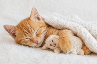 Cat Toys
