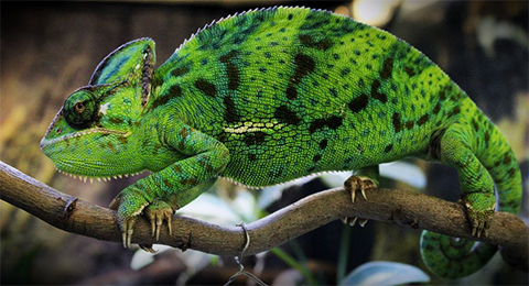 chameleon pets