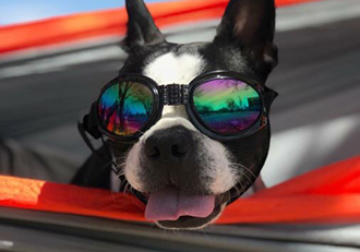 dog-with-goggles