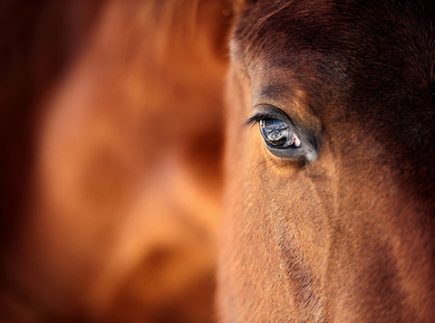 horse-equestrian-farm-all-for-pets