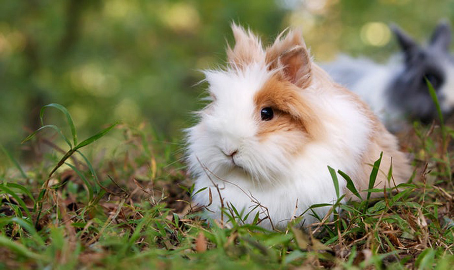 rabbits-small-animals