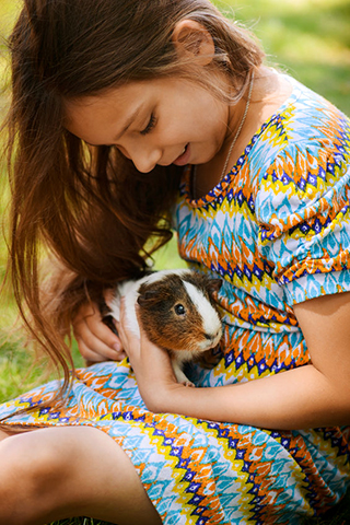 small-animals-all-for-pets-guinea-pigs